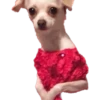Dogs 5