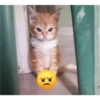 Gatito reacción 9