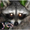 Raccoon Vol. 3 12