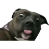 Dogs 6