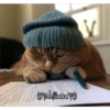 2Gatos Gatitos 13