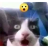 Gatito reacción 10