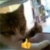 kitys 17