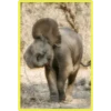 Baby Cute Elephant ✺1 17