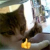 Gatito reacción 11
