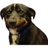 Dogs 7