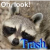 Raccoon Vol. 3 15
