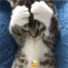 Gatito reacción 12