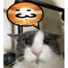 Gatito reacción 13
