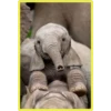 Baby Cute Elephant ✺1 18