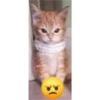 kitys 18