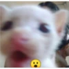 kitys 19