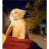 Tutter the Blue Mouse 13