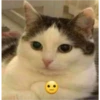 kitys 20