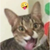 Gatito reacción 14