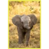 Baby Cute Elephant ✺1 19