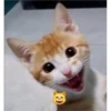 Gatito reacción 15