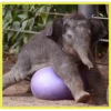 Baby Cute Elephant ✺1 20