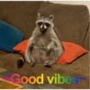 Raccoon Vol. 3 20