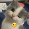 kitys 22