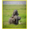 Baby Cute Elephant ✺1 21