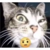 kitys 23