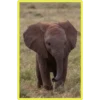 Baby Cute Elephant ✺1 22