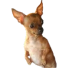 Dogs 8
