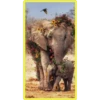 Baby Cute Elephant ✺1 23