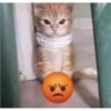 kitys 25