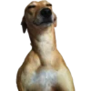 Dogs 9