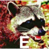 Raccoon Vol. 3 21