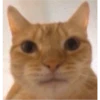 kitys 26