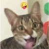 kitys 27