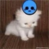 Gatito reacción 16
