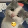 Gatito reacción 17