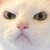Cats 15