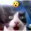 kitys 28