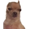 Dogs 10