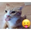 Gatito reacción 18