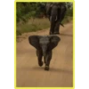 Baby Cute Elephant ✺1 25