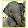 Baby Cute Elephant ✺1 26