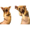 Dogs 11