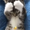 kitys 29