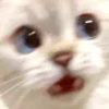 Cats 16