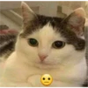 Gatito reacción 19
