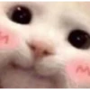 Cats 17