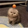 Gatito reacción 20