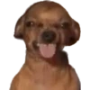 Dogs 12