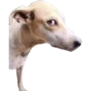Dogs 13
